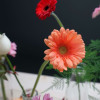 sien (duurzaam) - Afbeelding 2