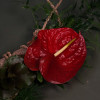 thu - Afbeelding 4